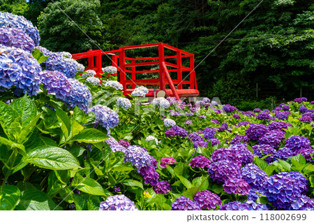 Hydrangea scenery at Ikoi no Satoen (Kanoya City) 118002699