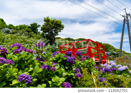 Hydrangea scenery at Ikoi no Satoen (Kanoya City) Hydrangea scenery at Ikoi no Satoen (Kanoya City) 118002701