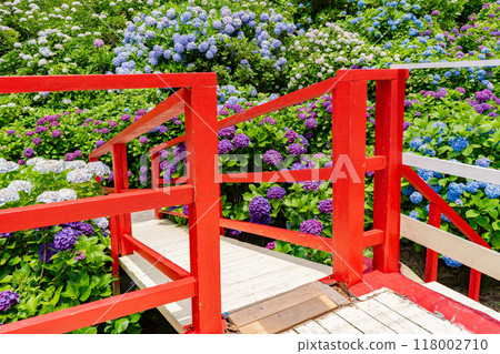 伊科之裡園的繡球花風景（鹿屋市） 118002710