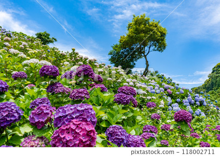 伊科之裡園的繡球花風景(鹿屋市) 伊科之裡園的繡球花風景(鹿屋市) 118002711