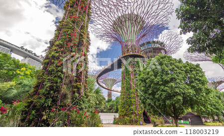 Futuristic view of amazing supertrees at Garden by the Bay timelapse hyperlapse in Singapore. Futuristic view of amazing supertrees at Garden by the Bay timelapse hyperlapse in Singapore. 118003219