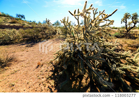 Cholla cactus, Sonora Desert, Mid Spring 118003277