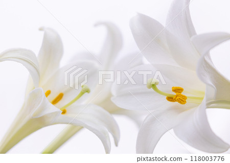 鐵炮由里 (a) 118003776