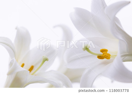 鐵砲尤里 (c) 118003778