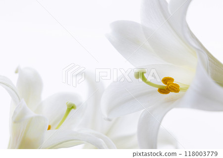 鐵砲尤里 (d) 118003779