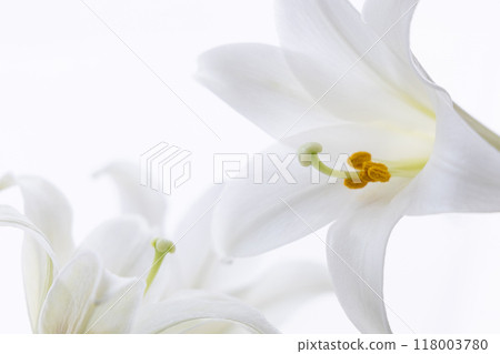 鐵炮尤里 (e) 118003780