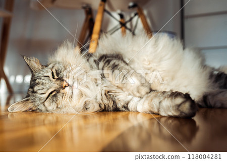 fluffy domestic cat lazily lies on parquet floor in room, in sun rays fluffy domestic cat lazily lies on parquet floor in room, in sun rays 118004281