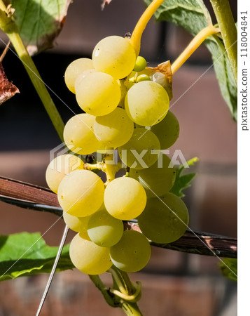 Close up of grapes hanging on branch. Grape farming. Tasty green grape bunches hanging on branch Close up of grapes hanging on branch. Grape farming. Tasty green grape bunches hanging on branch 118004841