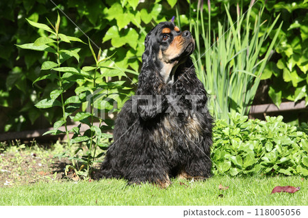 American cocker spaniel in beautiful garden American cocker spaniel in beautiful garden 118005056