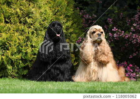 Couple of American cocker spaniel in the garden Couple of American cocker spaniel in the garden 118005062