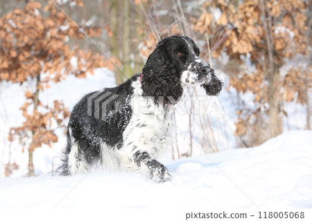 English Springer Spaniel in winter English Springer Spaniel in winter 118005068