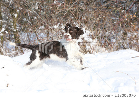 English Springer Spaniel in winter English Springer Spaniel in winter 118005070