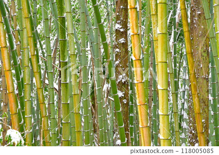 Bamboo groves and snow Bamboo groves and snow 118005085
