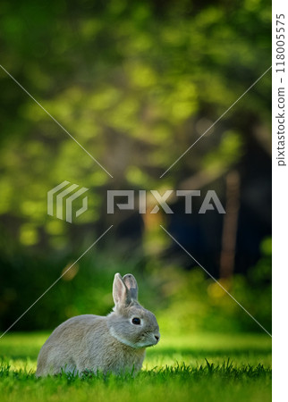 A rabbit sits peacefully on a green lawn, surrounded by lush, blurred greenery in the background. A rabbit sits peacefully on a green lawn, surrounded by lush, blurred greenery in the background. 118005575