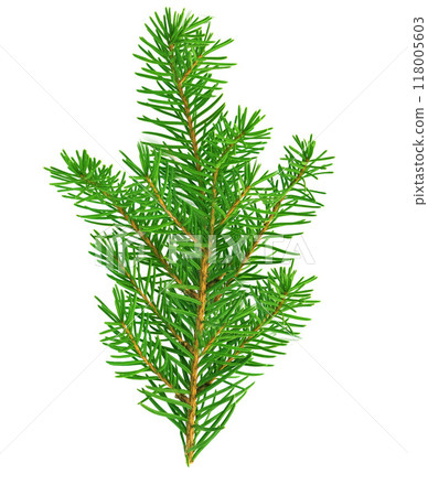 A pine branch isolated on a white background A pine branch isolated on a white background 118005603