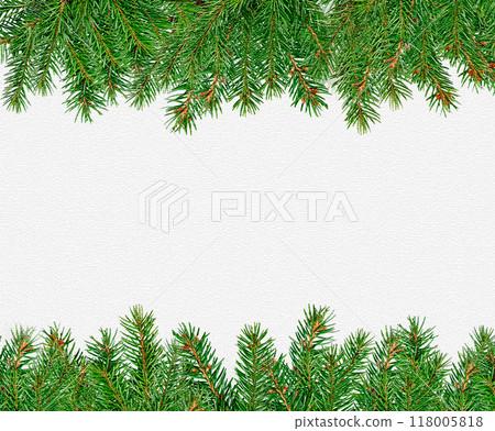 Spruce green branches on a white background close-up 118005818