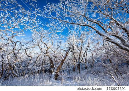 Snow on the branches of trees on the top of Deogyusan mountains near Muju on a clear day in winter, South Korea. 118005891