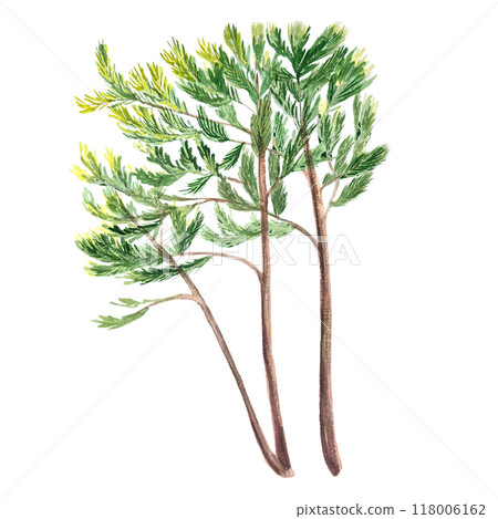 Pine trees isolated on white. Hand painted high quality watercolor illustration perfect as a design element for landscapes, garden theme, cards, wallpaper, posters, eco materials, cards, tote bags 118006162