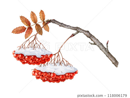 Winter season rowan tree branch with red berries, leaf covered with snow. Watercolor illustration. Hand drawn late autumn time rowanberry twig with berry bunch element isolated on white background Winter season rowan tree branch with red berries, leaf covered with snow. Watercolor illustration. Hand drawn late autumn time rowanberry twig with berry bunch element isolated on white background 118006179