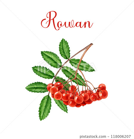 Rowan tree red berries bunch with green leaf. Watercolor painted vintage style illustration. Hand drawn organic rowanberry natural fresh ripe berry heap element on white background 118006207