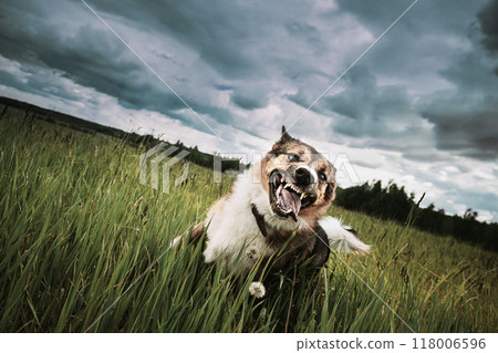 Angry Aggressive Mad Dog Running Outdoors In Green Meadow On Camera 118006596
