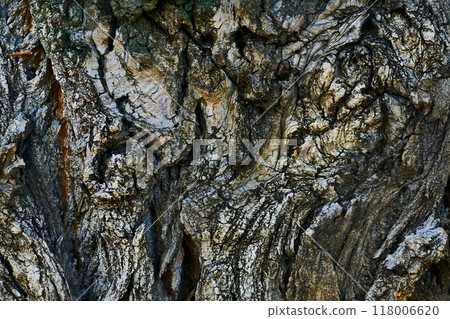 Wrinkled bark of an old tree. Wooden background Wrinkled bark of an old tree. Wooden background 118006620