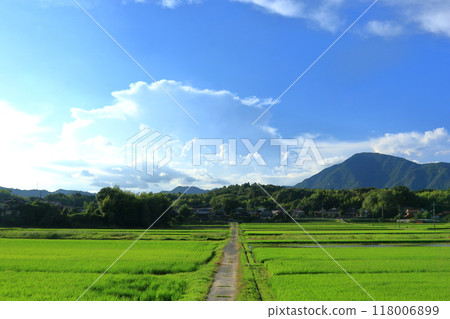 A single road surrounded by greenery 118006899