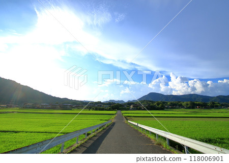 A single road surrounded by greenery A single road surrounded by greenery 118006901