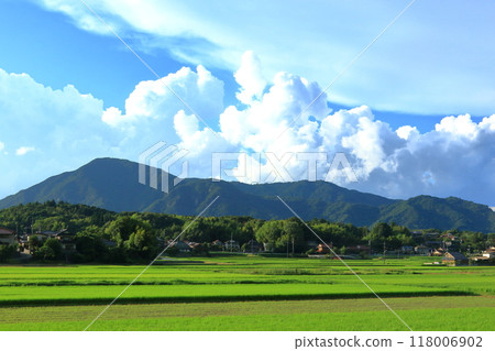 A summer rural landscape with a striking green color A summer rural landscape with a striking green color 118006902