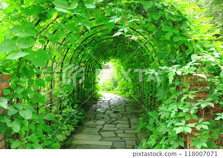 初夏的上野農場 118007071