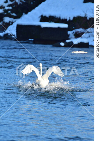 五十嵐川和白鳥（新潟縣） 118007138