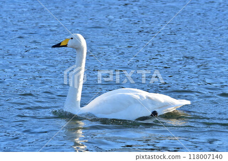 五十嵐川和白鳥（新潟縣） 118007140