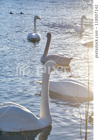 五十嵐川和白鳥（新潟縣） 118007142