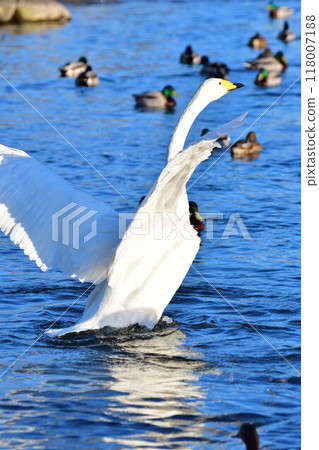 Igarashi River and swans (Niigata Prefecture) 118007188