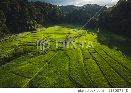 Aerial view on green rice field In the rural forest 118007348