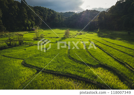 Aerial view on green rice field In the rural forest 118007349