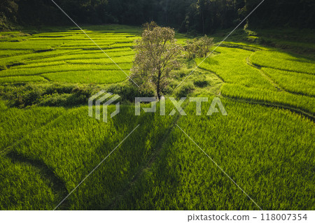 Aerial view on green rice field In the rural forest Aerial view on green rice field In the rural forest 118007354