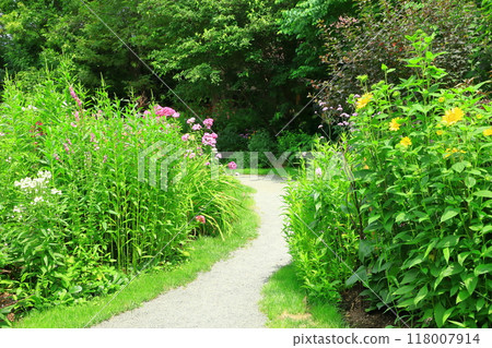 初夏的上野農場花路 118007914