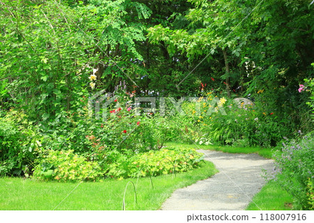 Ueno Farm Flower Path in early summer 118007916