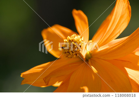 Yellow cosmos flowers bathed in autumn sunlight 118008018