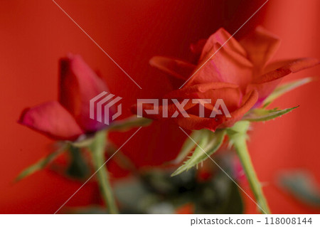 close-up of a vibrant red rose in full bloom, capturing the essence of romantic passion, perfect for Valentine's Day message 118008144
