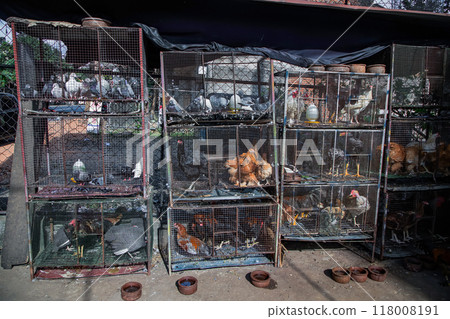 live chickens in cages displayed for sale in market in Sri Lanka live chickens in cages displayed for sale in market in Sri Lanka 118008191