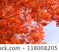 秋天的天空和鮮紅的樹葉 118008205