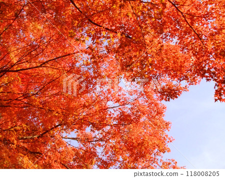 秋天的天空和鮮紅的樹葉 秋天的天空和鮮紅的樹葉 118008205