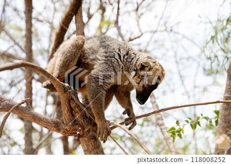 Cute brown lemur (Eulemur fulvus) with orange eyes. Cute brown lemur (Eulemur fulvus) with orange eyes. 118008252