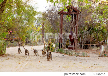 brown lemur (Eulemur fulvus) in Lemur Park, Madagascar 118008254