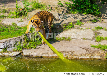 critically endangered Sumatran tiger 118008257
