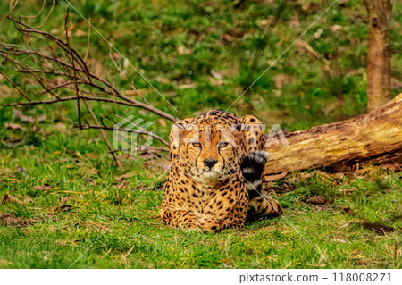 cheetah resting on green grass, very close eye contact. cheetah resting on green grass, very close eye contact. 118008271