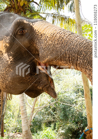 Elephant skin texture abstract background, Asian elephants skin texture, Close up asian elephant reveals the texture of the animal skin. Elephant skin texture abstract background, Asian elephants skin texture, Close up asian elephant reveals the texture of the animal skin. 118008273
