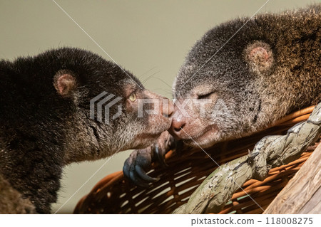 cute wild bear cuscus aulirops ursinus arboreal against blure background. cute wild bear cuscus aulirops ursinus arboreal against blure background. 118008275